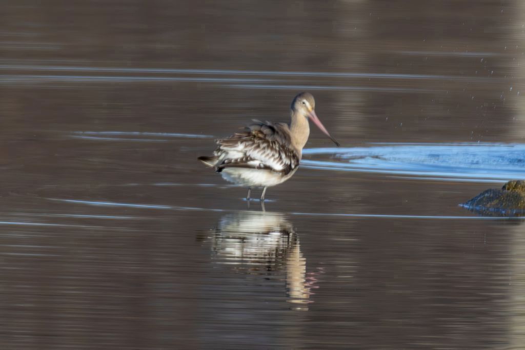 Black-tailed Godwit image 1